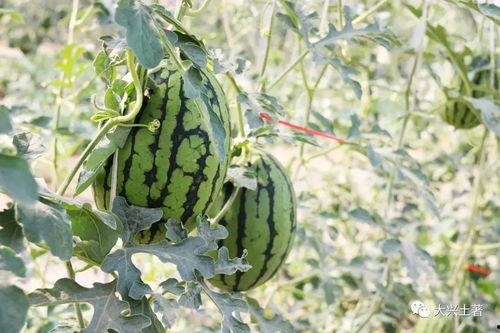 近一年吃瓜事件网红,网红事件盘点 第1张 近一年吃瓜事件网红,网红事件盘点 第1张